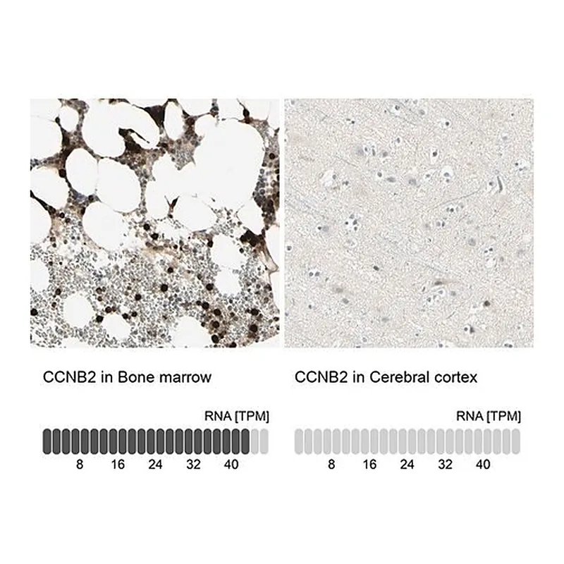 Merck Anti-CCNB2 antibody produced in rabbit