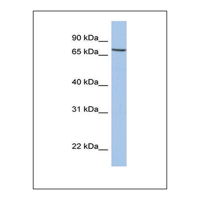 Merck Anti-SLC20A1 antibody produced in rabbit