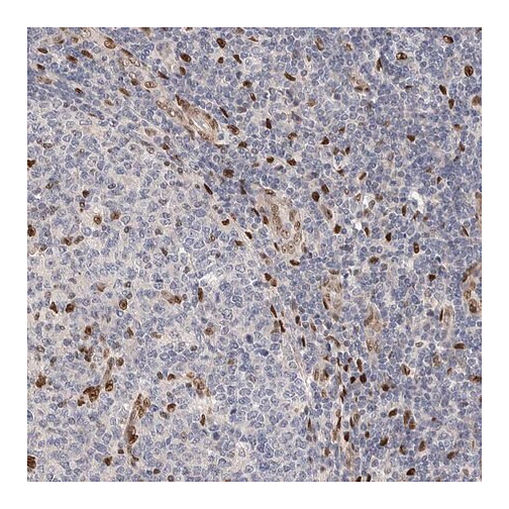 Merck Anti-NSMAF antibody produced in rabbit
