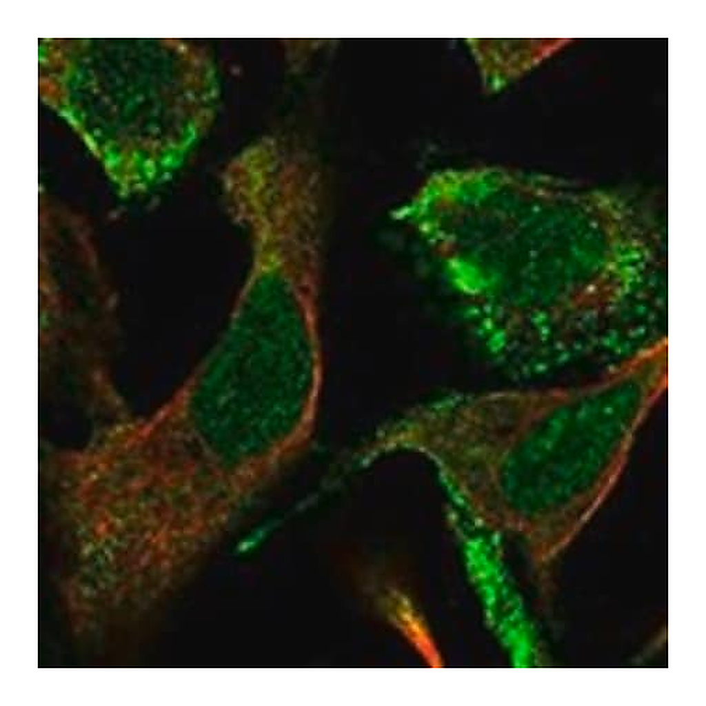 Merck Anti-CLCA4 antibody produced in rabbit