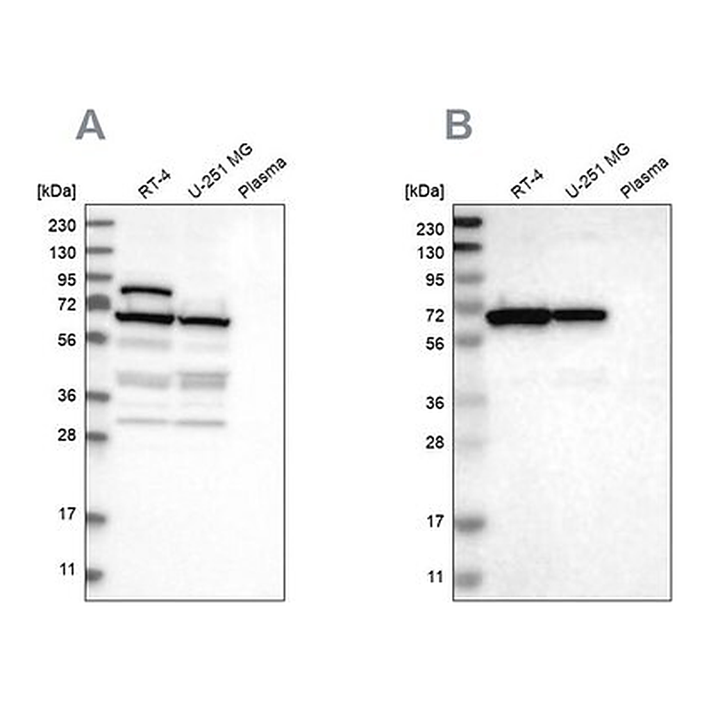 Merck Anti-NOP58 antibody produced in rabbit