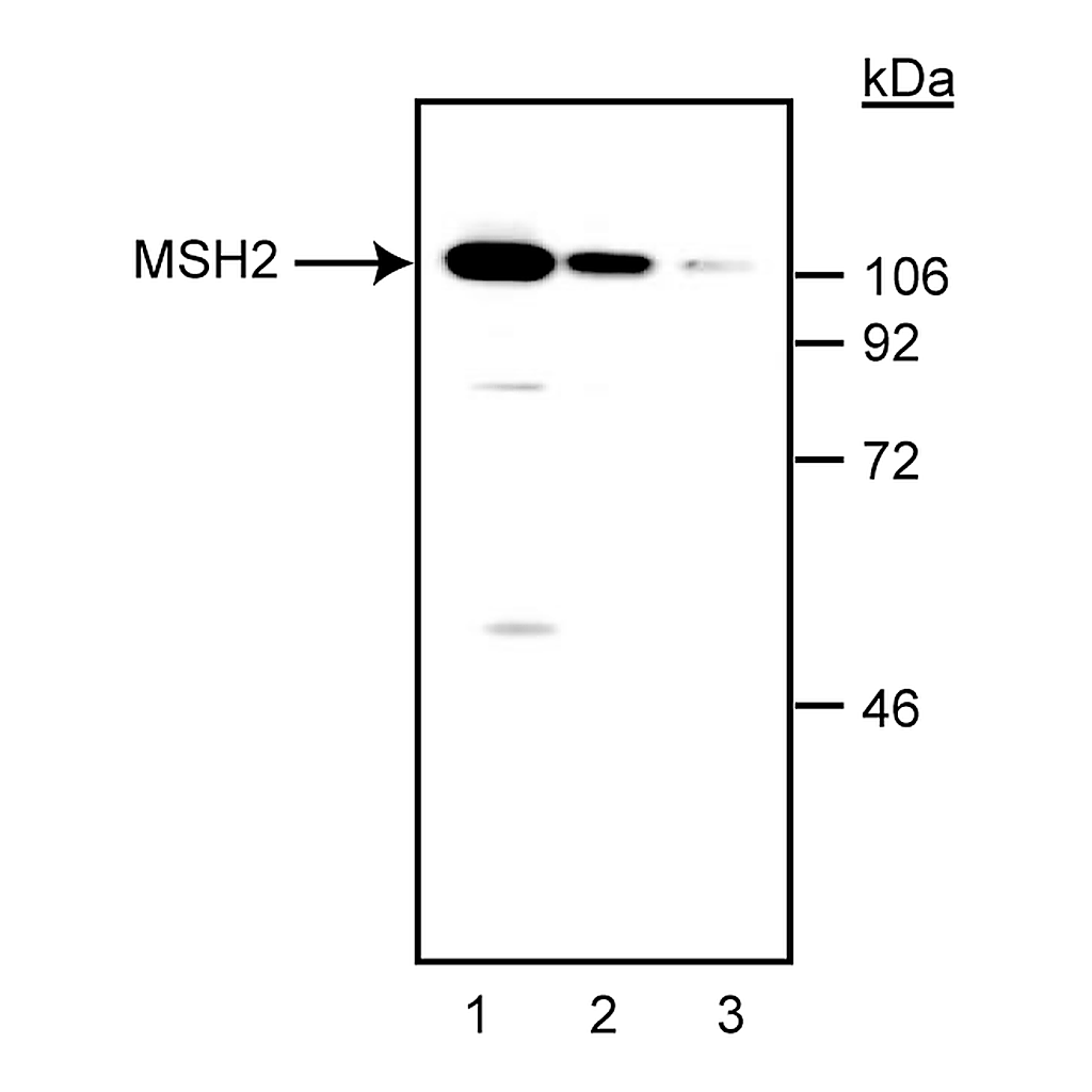 BD Purified Mouse Anti-Human MSH-2