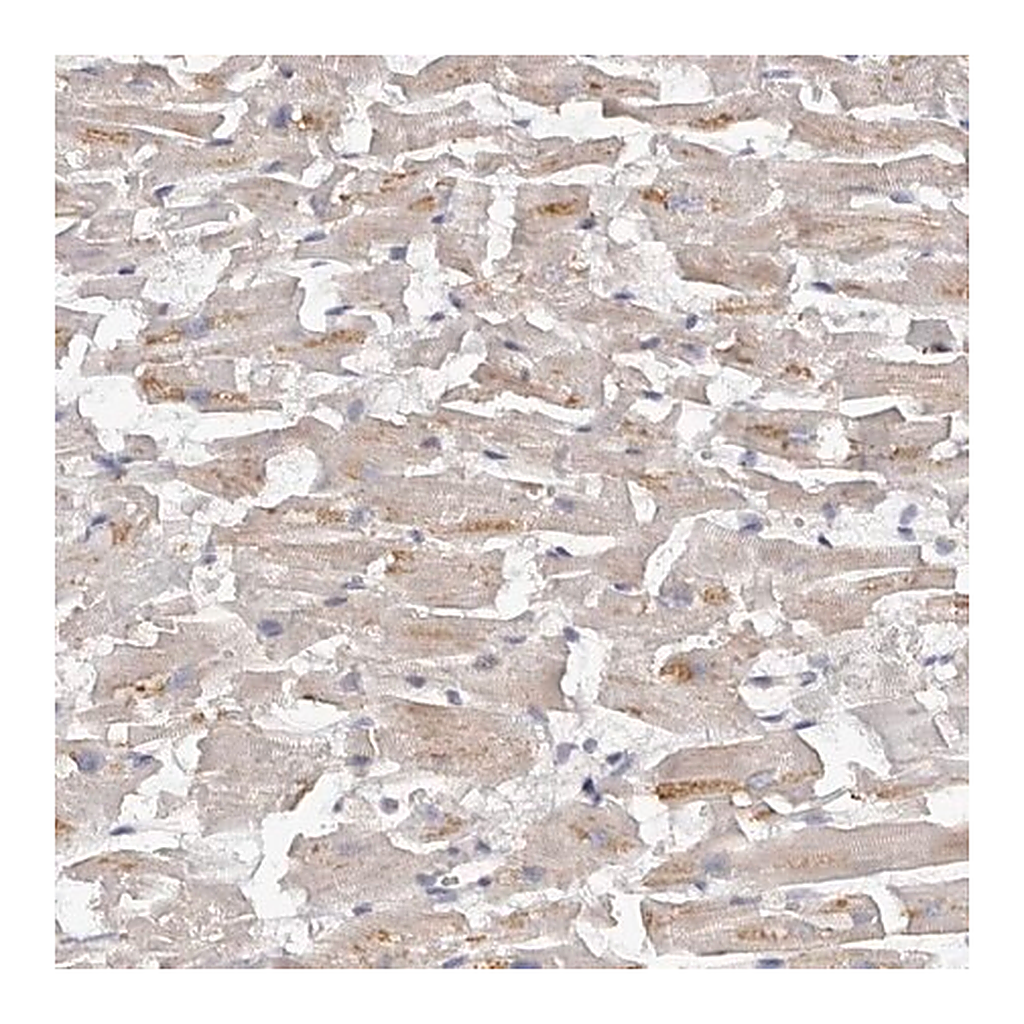 Merck Anti-KCNJ8 antibody produced in rabbit