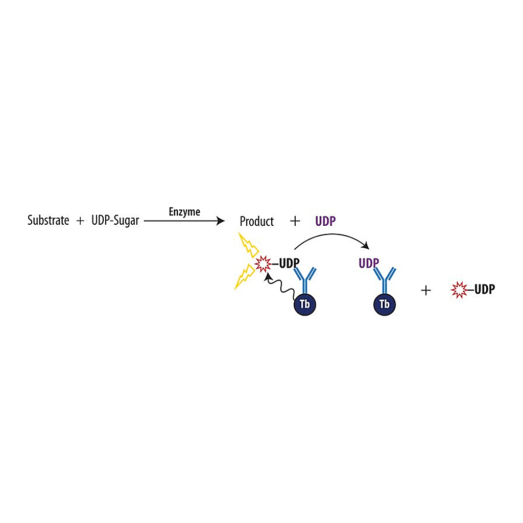 Merck Transcreener(R) UDP2 TR-FRET Assay