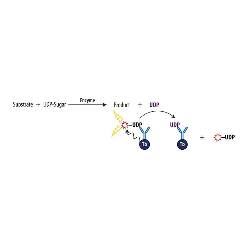Merck Transcreener(R) UDP2 TR-FRET Assay