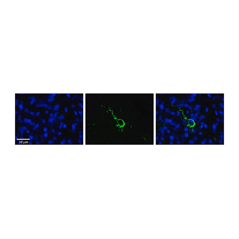 Merck Anti-LPIN1 antibody produced in rabbit