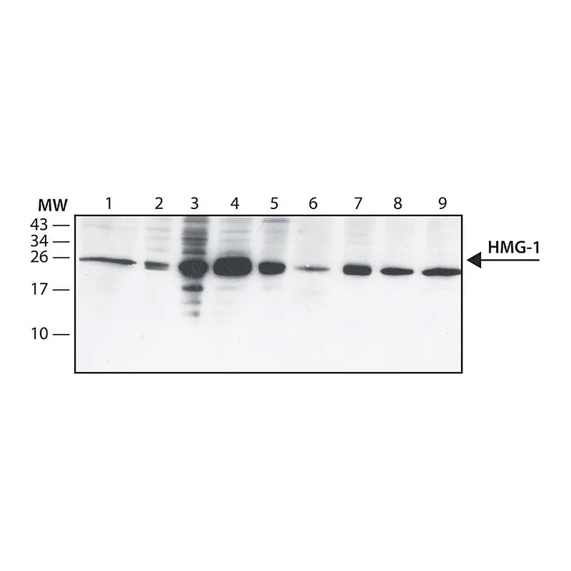 Merck Anti-HMG-1 antibody, Mouse monoclonal
