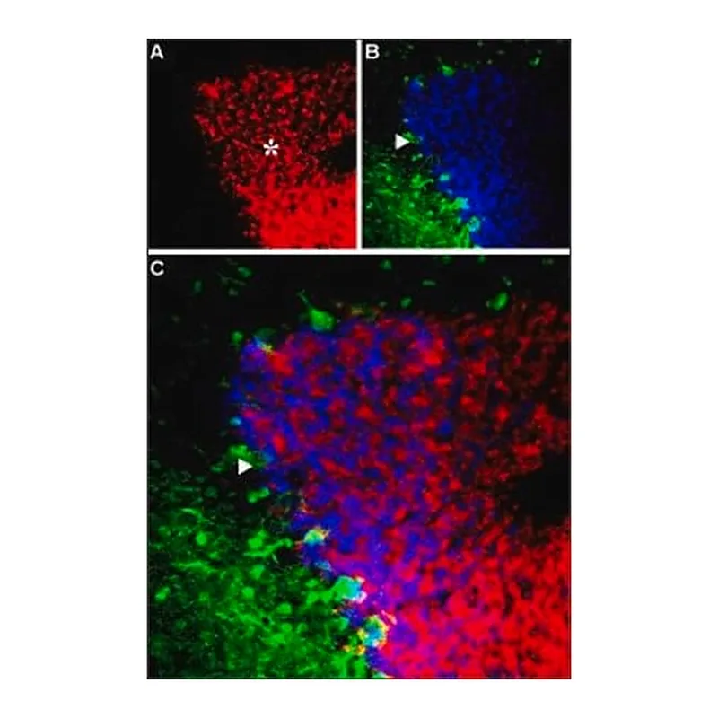 Merck Anti-GABAA Receptor (alpha6 subunit) antibody produced in rabbit