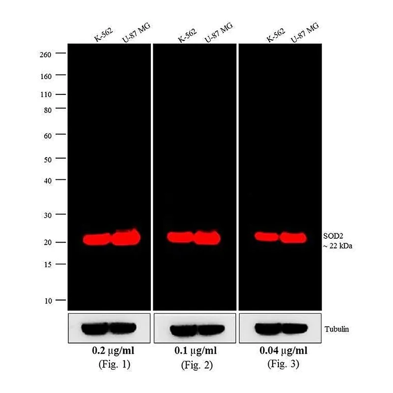 Thermo Fisher Scientific Goat anti-Mouse IgG (H+L) Cross-Adsorbed Secondary Antibody, Alexa Fluor 700
