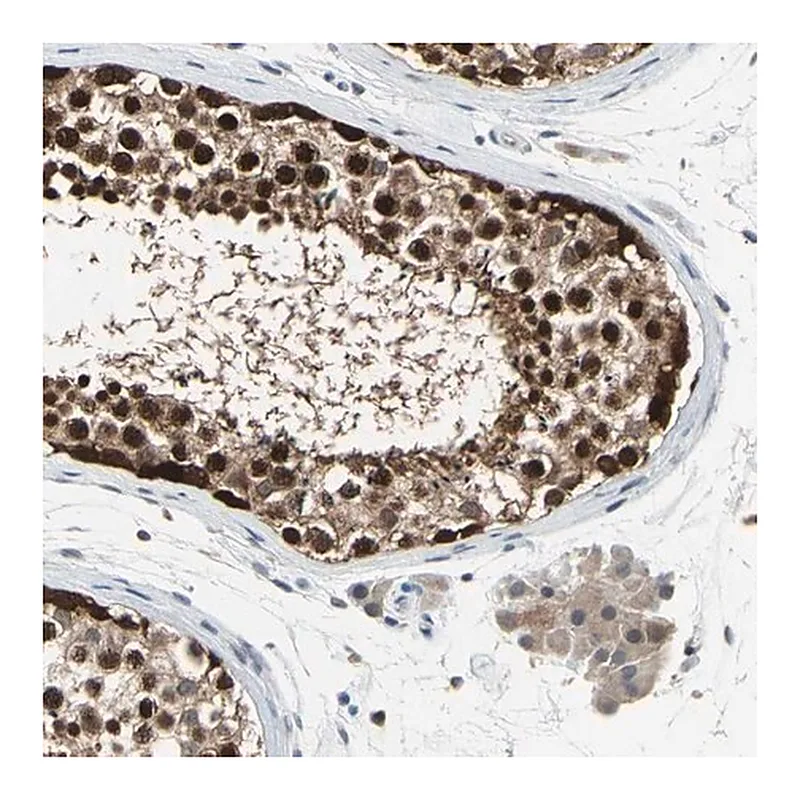 Merck Anti-HSPA4 antibody produced in rabbit