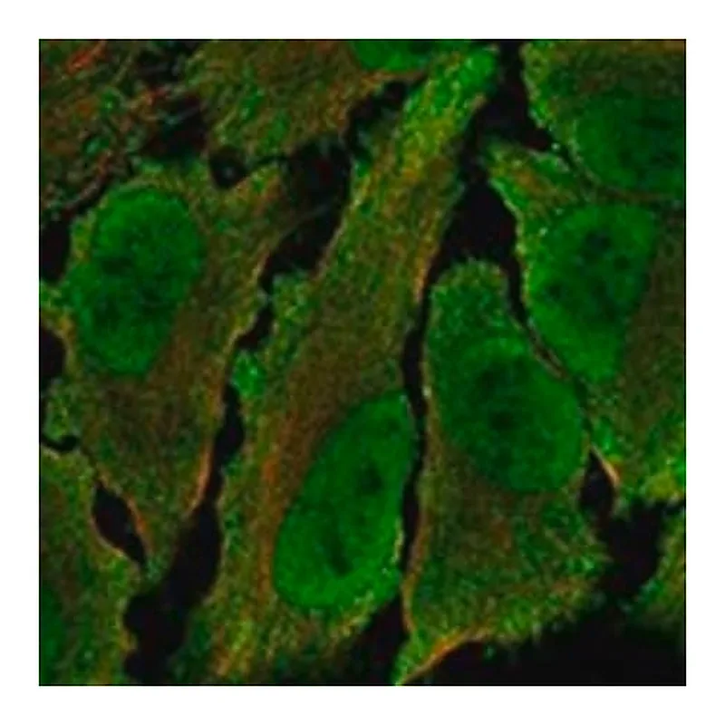 Merck Anti-TOGARAM2 antibody produced in rabbit