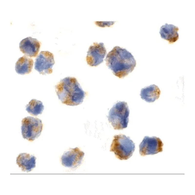 Merck Anti-Eotaxin antibody produced in rabbit