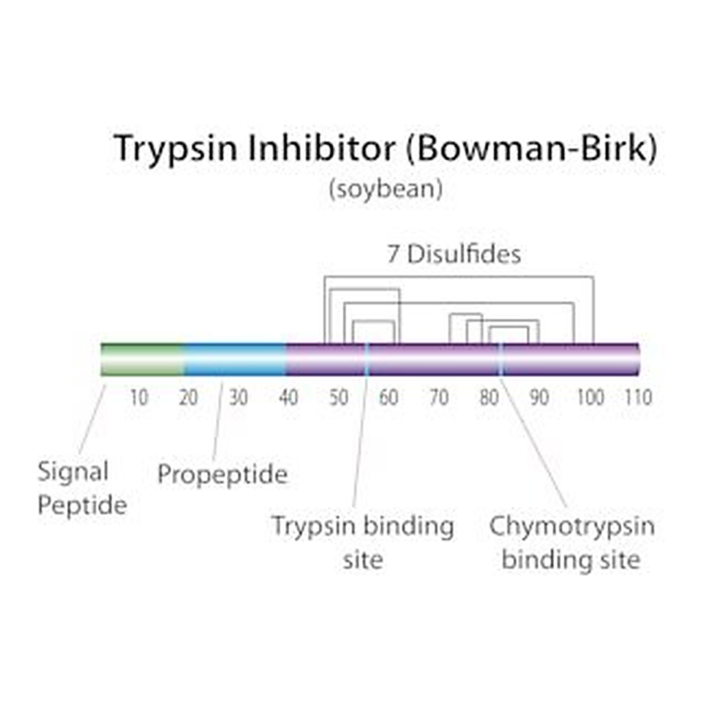 Merck TRYPSIN-CHYMOTRYPSIN INHIBITOR FROM SOYB