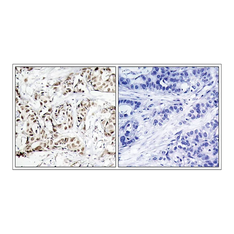 Merck Anti-phospho-MAPK9 (pThr183) antibody produced in rabbit