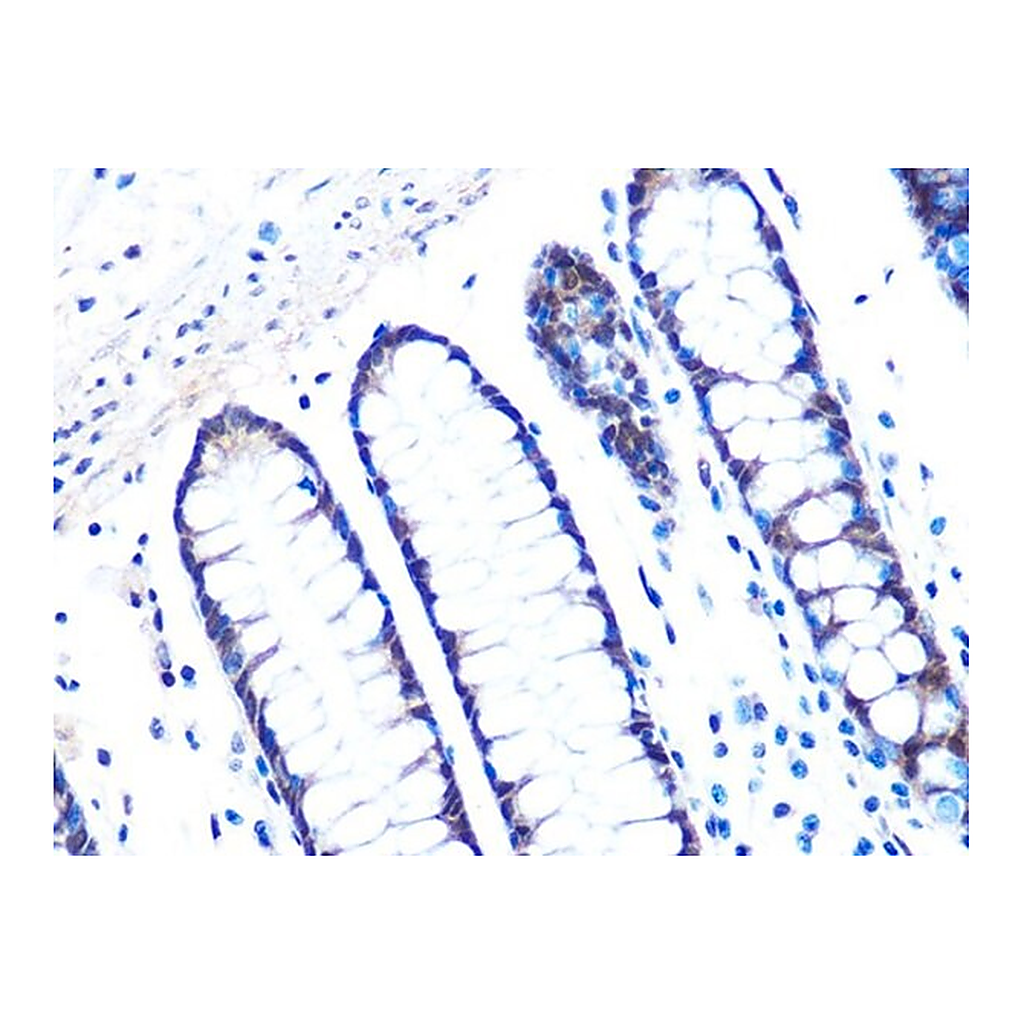 Merck Anti-14-3-3 sigma antibody produced in rabbit