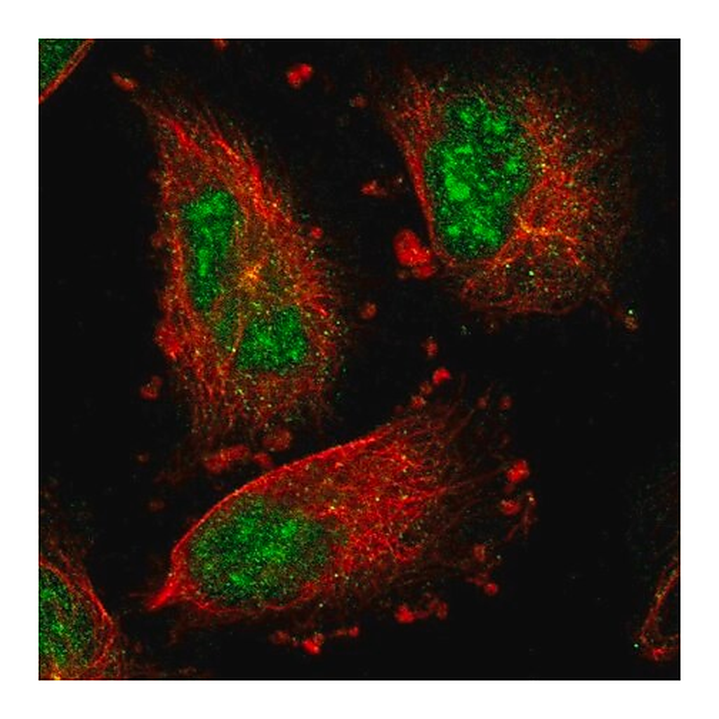 Merck Anti-IER5L antibody produced in rabbit