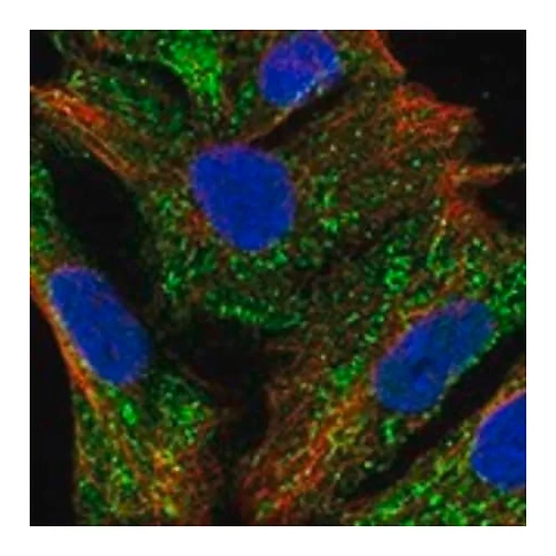 Merck Anti-METTL27 antibody produced in rabbit