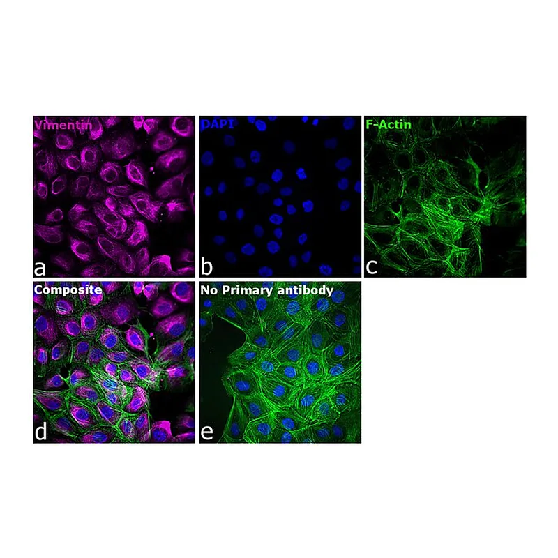 Thermo Fisher Scientific Goat anti-Mouse IgG1 Cross-Adsorbed Secondary Antibody, Alexa Fluor 647