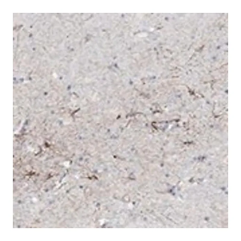 Merck Anti-SNTG2 antibody produced in rabbit