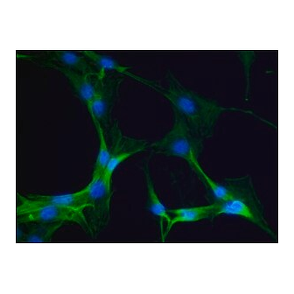Merck ANTI-MYOSIN IIA, NON MUSCLE, DEVELOPED I