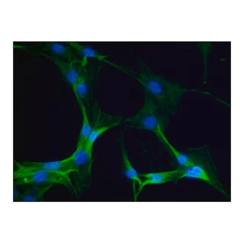 Merck ANTI-MYOSIN IIA, NON MUSCLE, DEVELOPED I