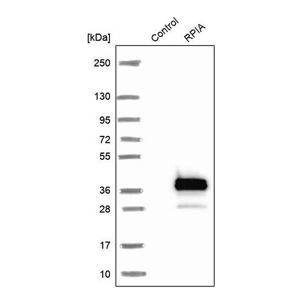 Merck Anti-RPIA antibody produced in rabbit