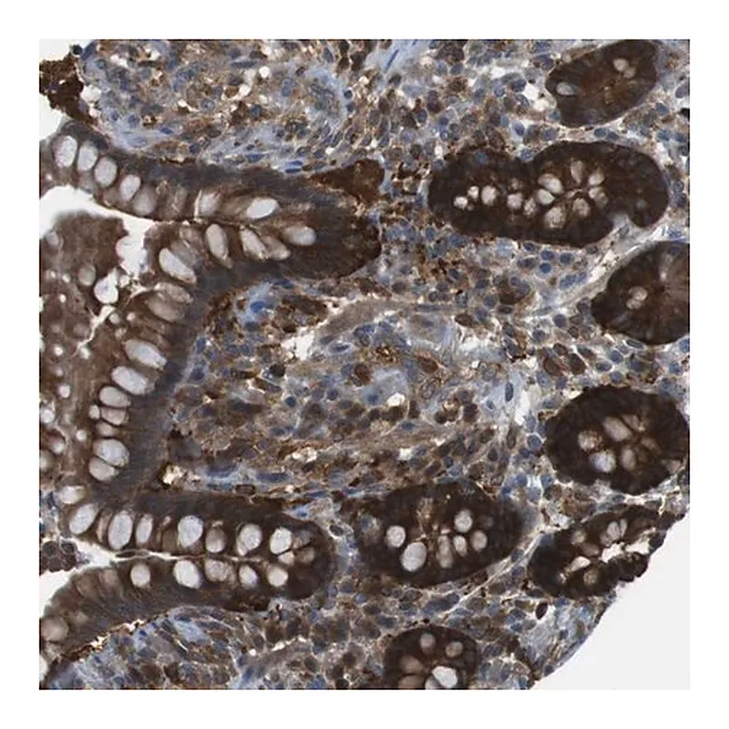 Merck Anti-MTHFD1 antibody produced in rabbit