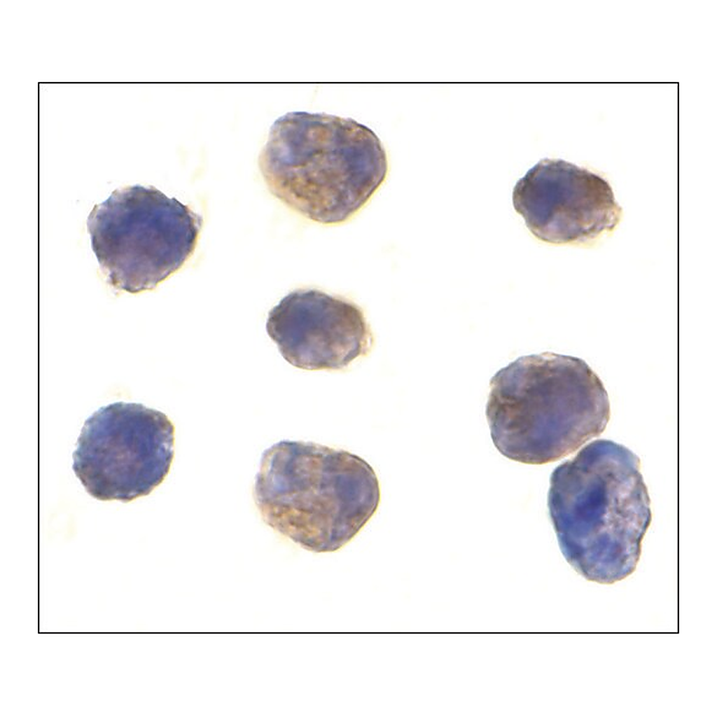 Merck Anti-TAB1 antibody produced in rabbit