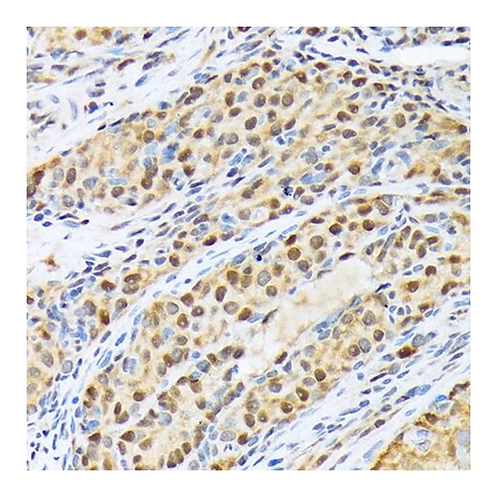 Merck Anti-FKBP51/FKBP5 antibody produced in rabbit
