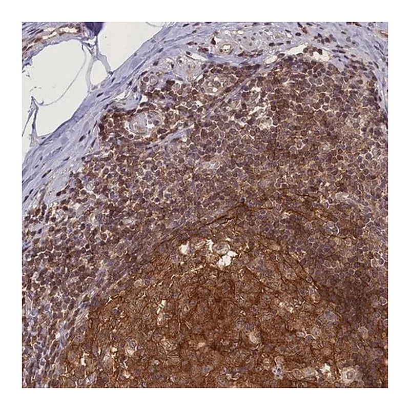 Merck Anti-FCHO1 antibody produced in rabbit
