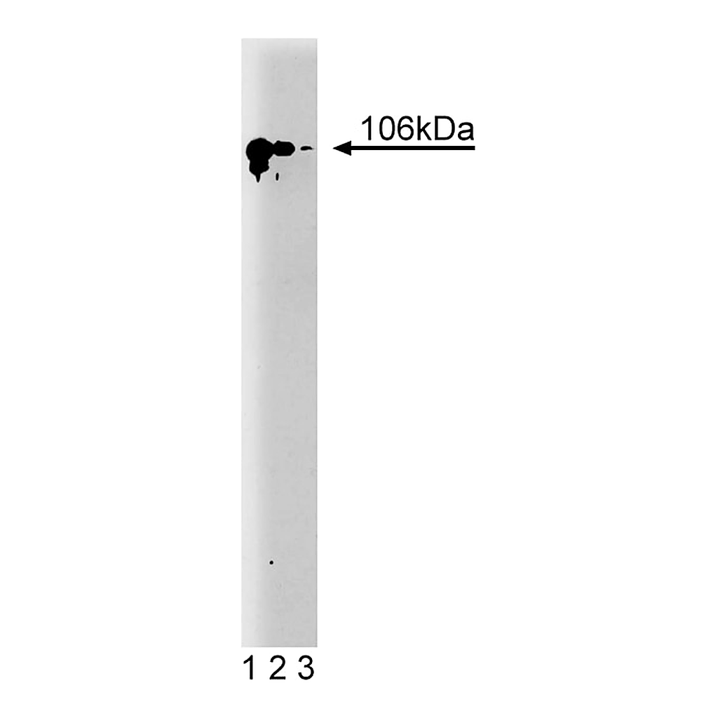 BD Purified Mouse Anti-SATB1