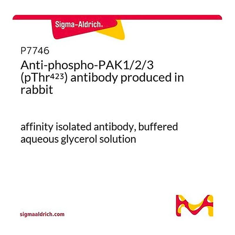 Merck Anti-phospho-PAK1/2/3 (pThr423) antibody produced in rabbit