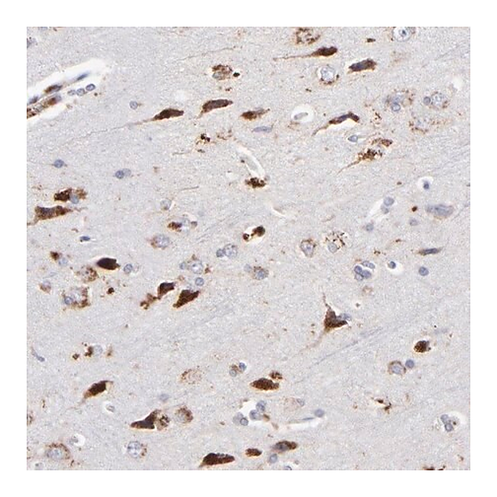 Merck Anti-RRAGA antibody produced in rabbit