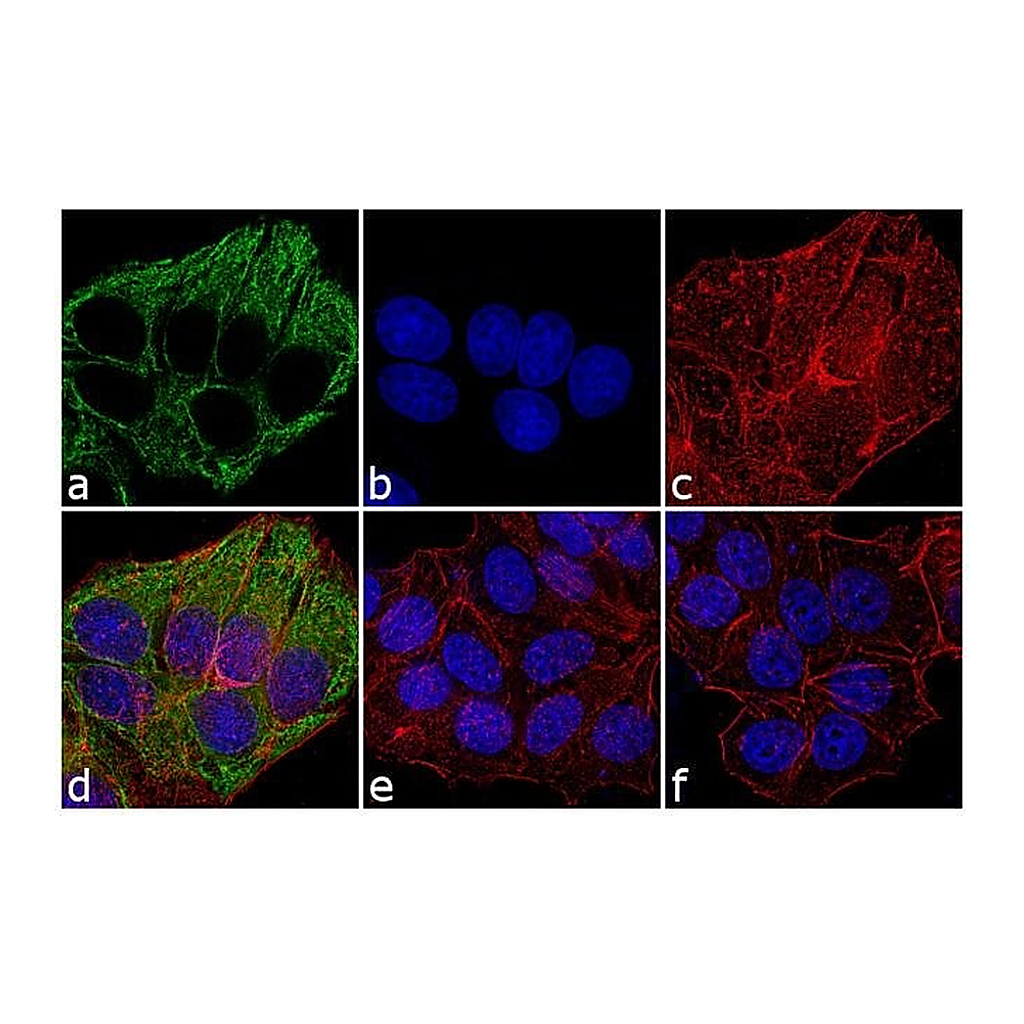 Thermo Fisher Scientific F(ab`)2-Goat anti-Mouse IgG, IgM (H+L) Secondary Antibody, Alexa Fluor 488