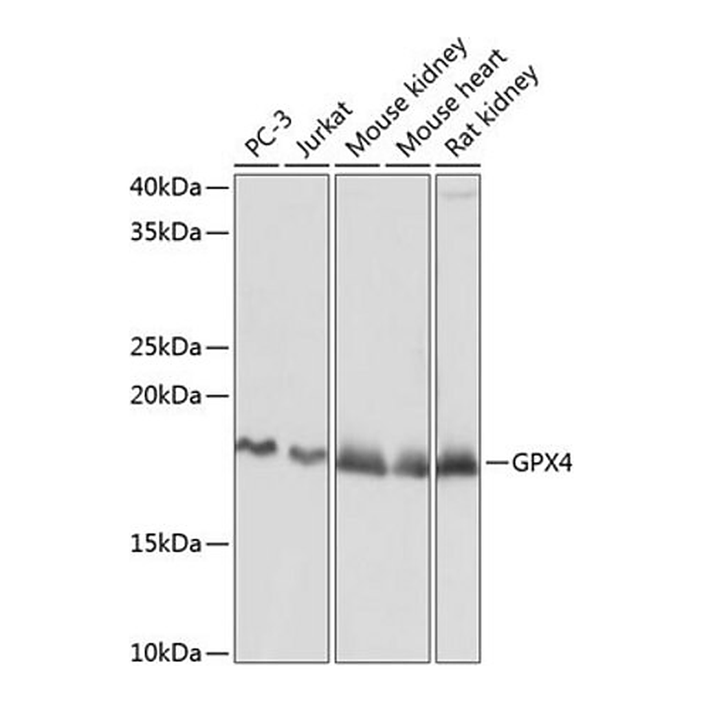 Merck Anti-GPX4 antibody produced in rabbit