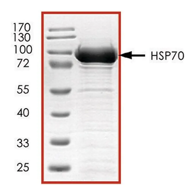 Merck HSP70, GST tagged human