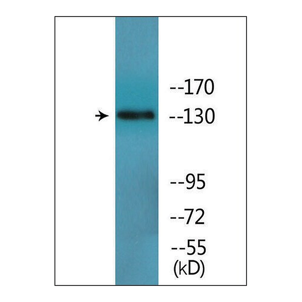 Merck Anti-phospho-IRS-1 (pTyr896) antibody produced in rabbit