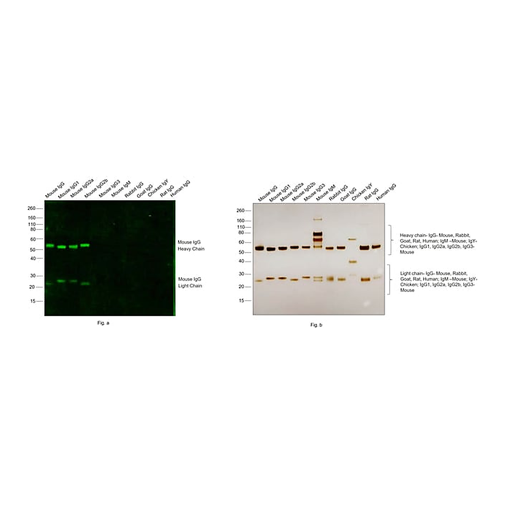 Thermo Fisher Scientific Chicken anti-Mouse IgG (H+L) Cross-Adsorbed Secondary Antibody, Alexa Fluor 488