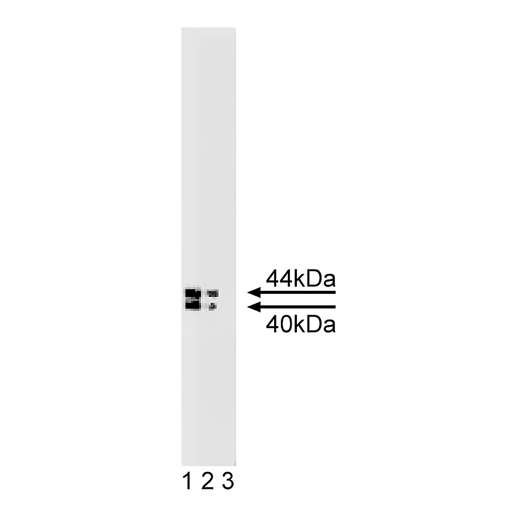 BD Purified Mouse Anti-Human IGFBP-3