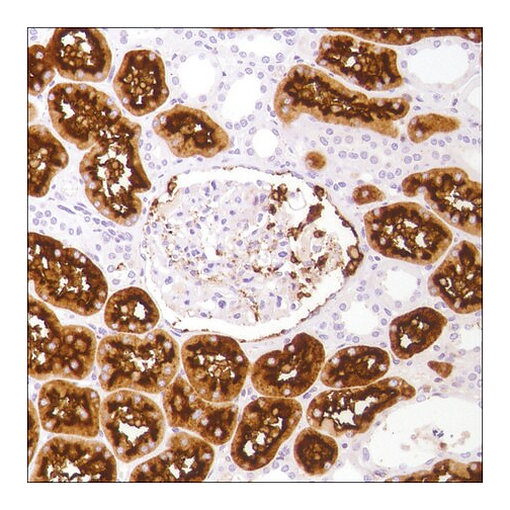Merck Anti-CD13 antibody, Rabbit monoclonal