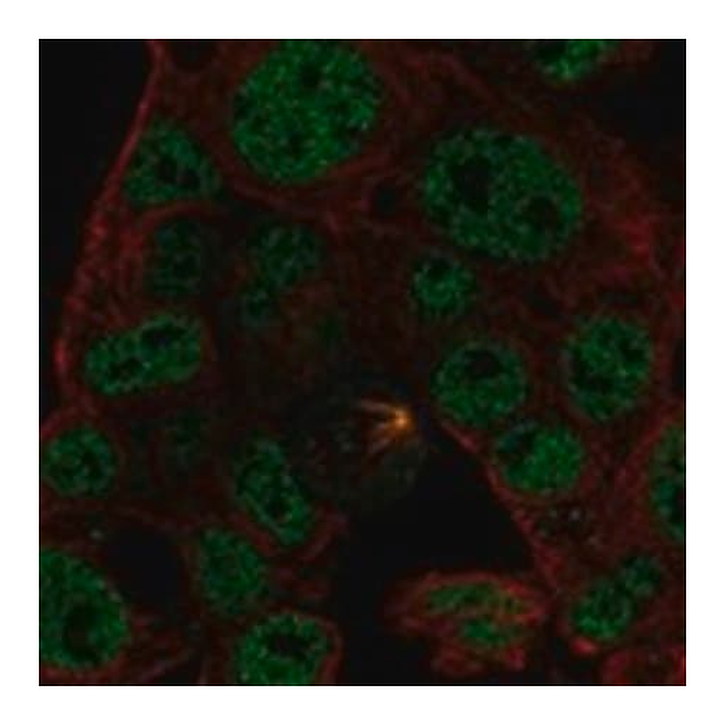 Merck Anti-ODAM antibody produced in rabbit