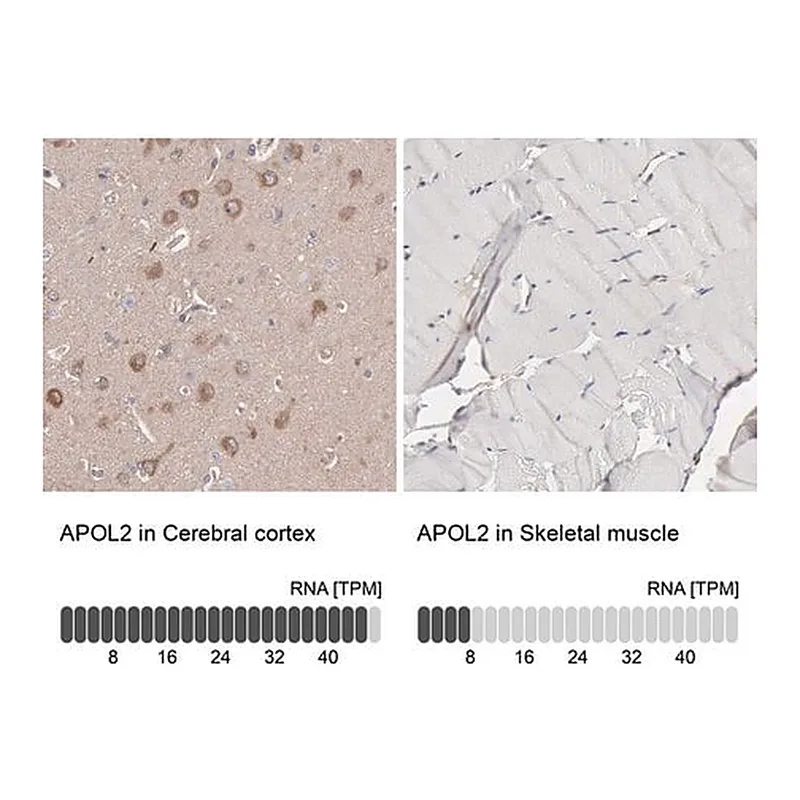 Merck Anti-APOL2 antibody produced in rabbit