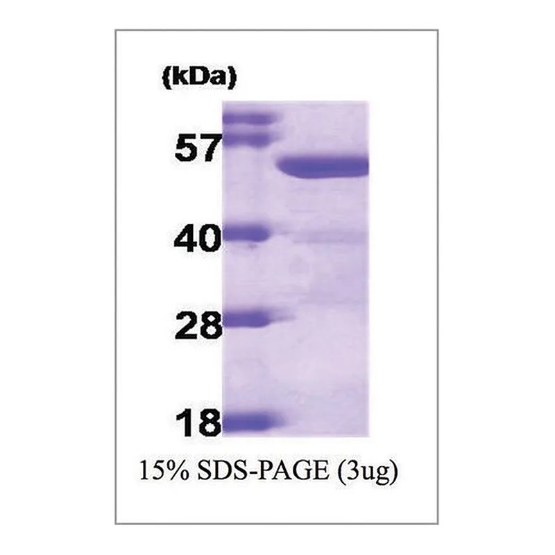 Merck ALDH2 human