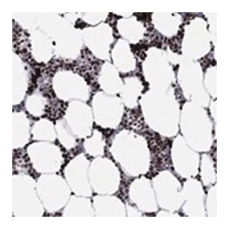 Merck Anti-MFSD14A antibody produced in rabbit
