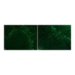 Merck MOUSE MONOCLONAL ANTI-NEUROFILAMENT 200&