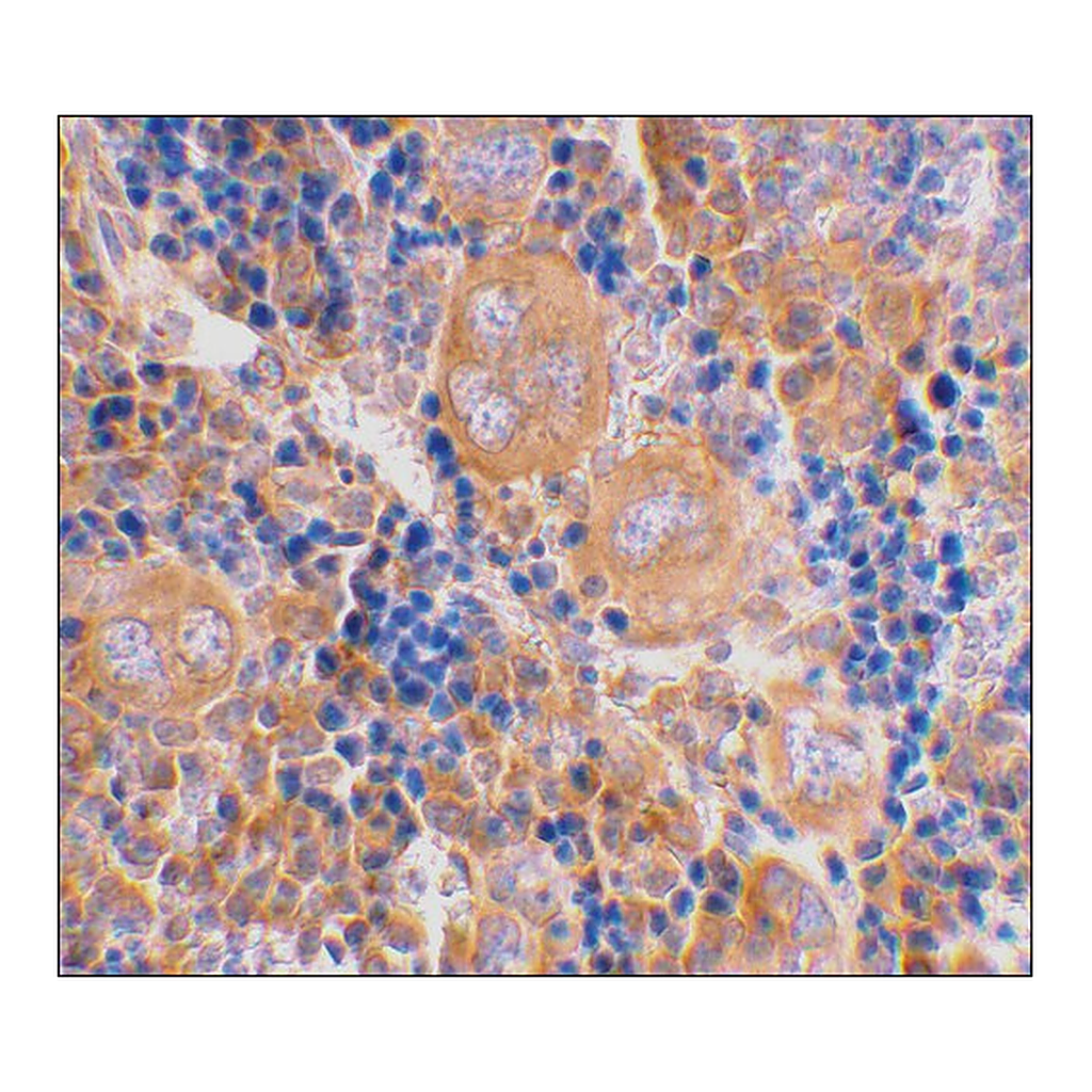 Merck Anti-Caspase-4 antibody produced in rabbit