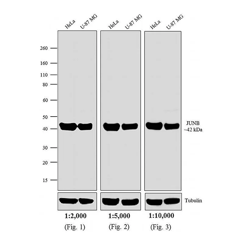 Thermo Fisher Scientific Goat anti-Rabbit IgG Fc Secondary Antibody, HRP