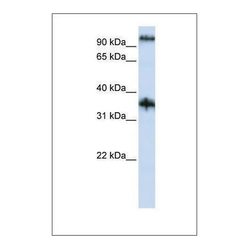 Merck Anti-C9ORF4 antibody produced in rabbit