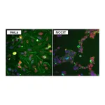 Thermo Fisher Scientific Goat anti-Rabbit IgG (H+L) Secondary Antibody, DyLight 594