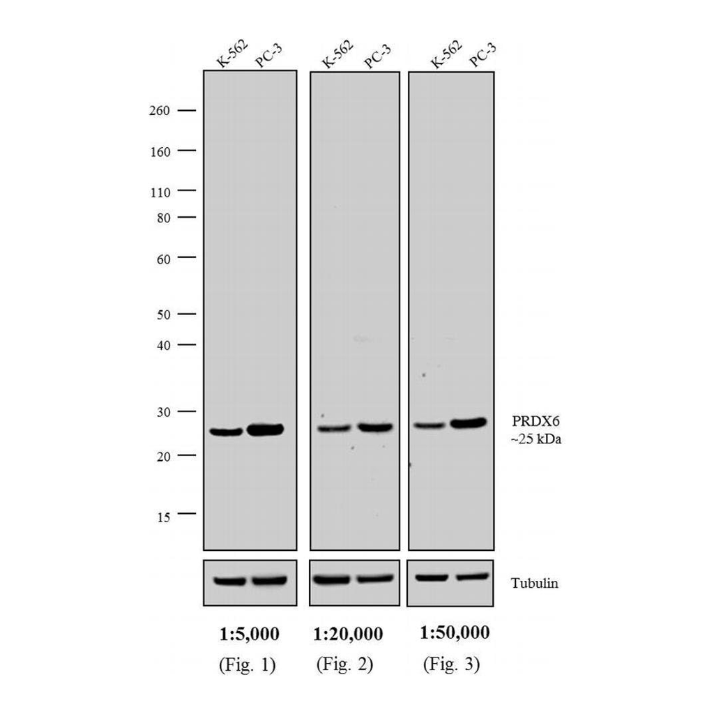Thermo Fisher Scientific Donkey anti-Rabbit IgG (H+L) Cross-Adsorbed Secondary Antibody, AP